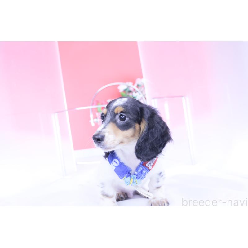 成約済の愛知県のミニチュアダックスフンド(ロングヘアード)-422670の4枚目