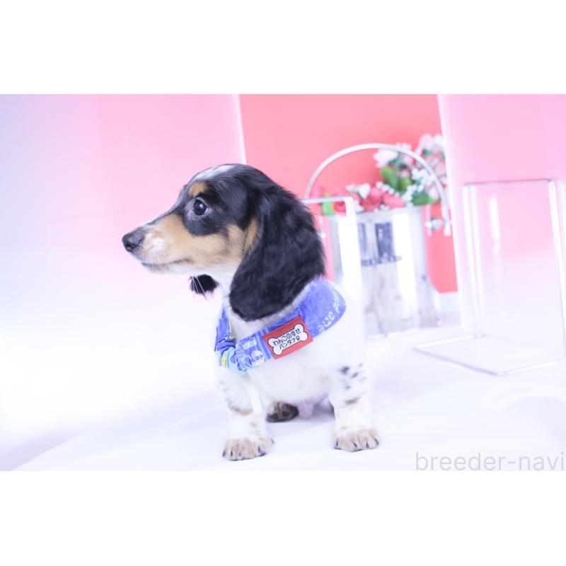 成約済の愛知県のミニチュアダックスフンド(ロングヘアード)-422670の2枚目