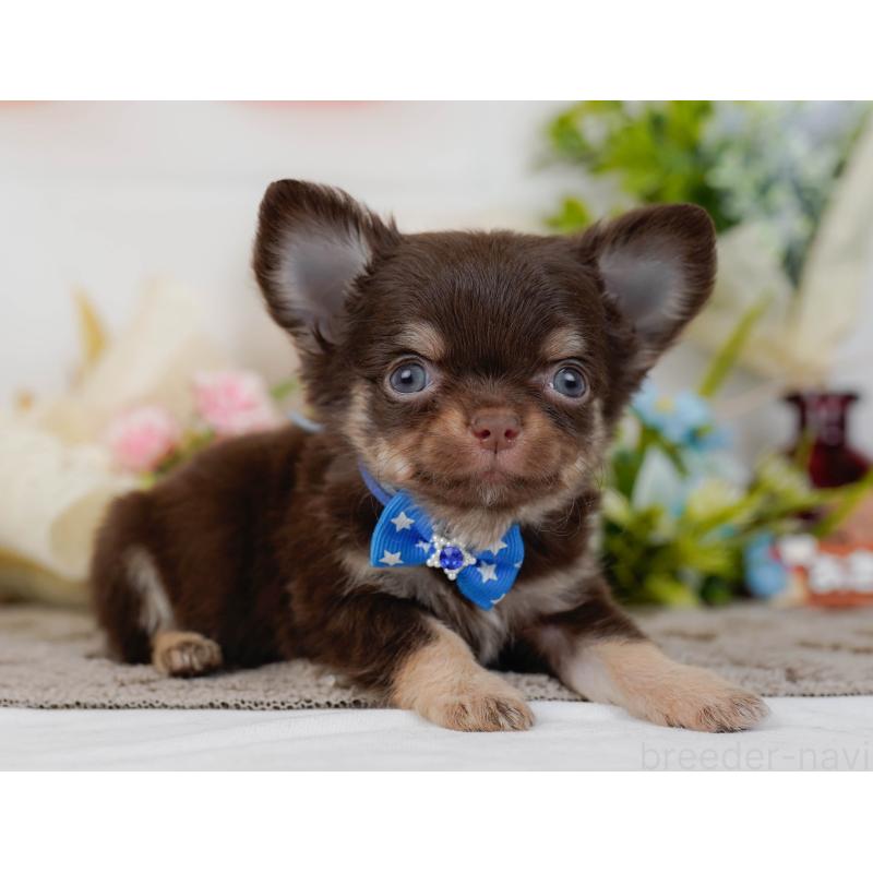 販売中の神奈川県のチワワ(ロングコート)-434833の9枚目