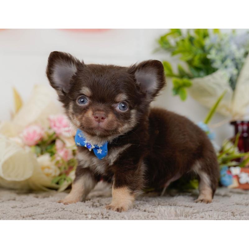 販売中の神奈川県のチワワ(ロングコート)-434833の8枚目