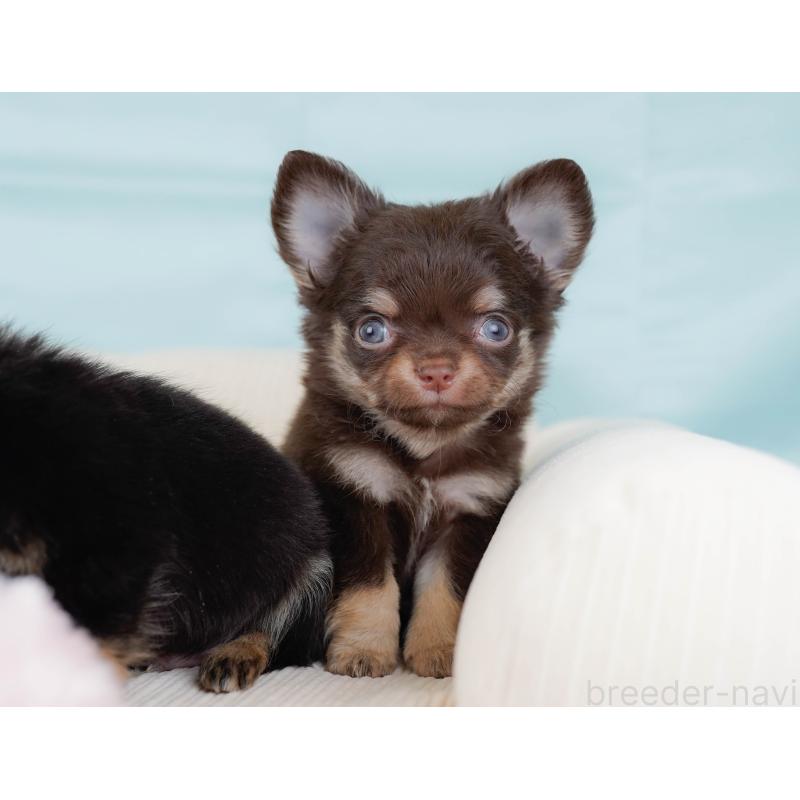 販売中の神奈川県のチワワ(ロングコート)-434833の6枚目