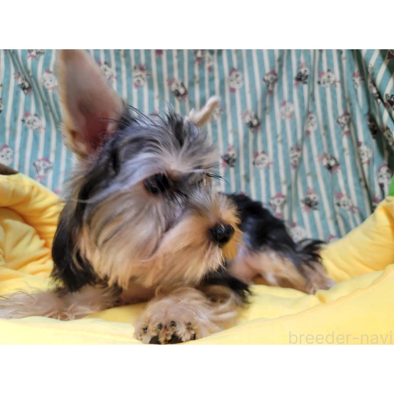 販売中の福岡県のヨークシャーテリア-434601の4枚目