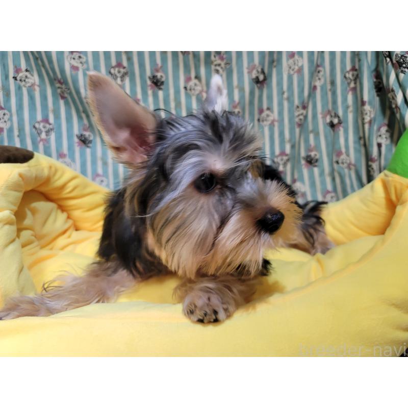 販売中の福岡県のヨークシャーテリア-434601の3枚目