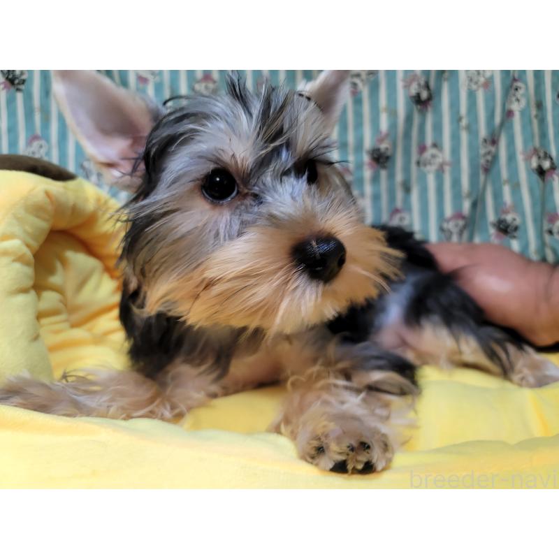 販売中の福岡県のヨークシャーテリア-434601の2枚目