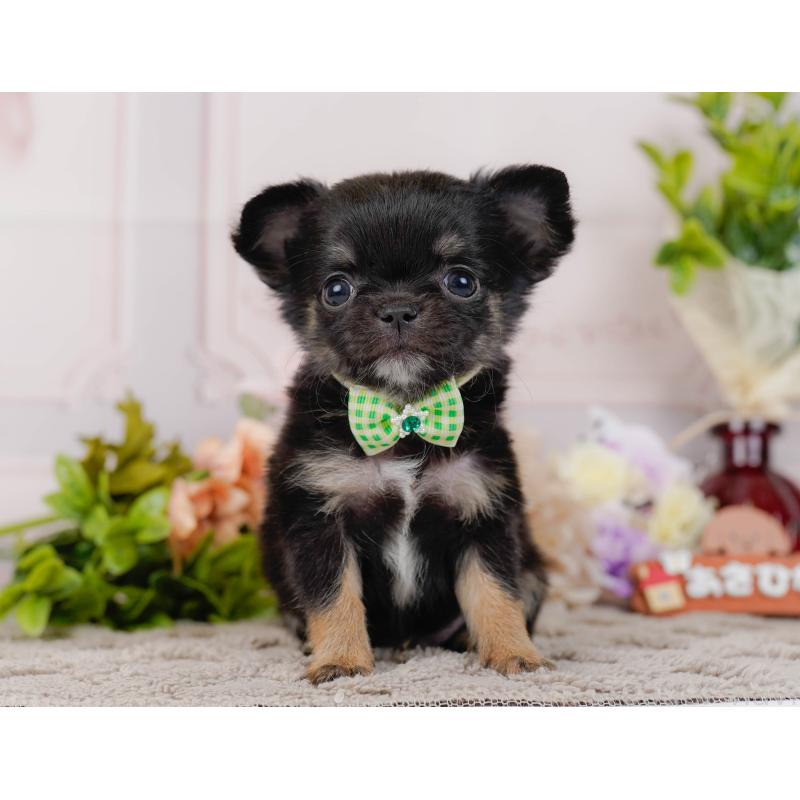 販売中の神奈川県のチワワ(ロングコート)-434858の13枚目