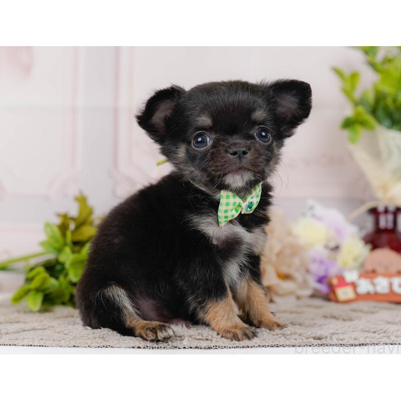 販売中の神奈川県のチワワ(ロングコート)-434858の11枚目