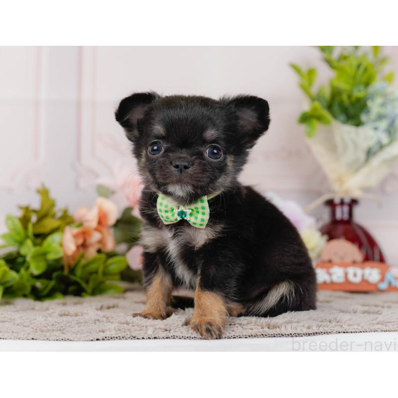 販売中の神奈川県のチワワ(ロングコート)-434858の10枚目