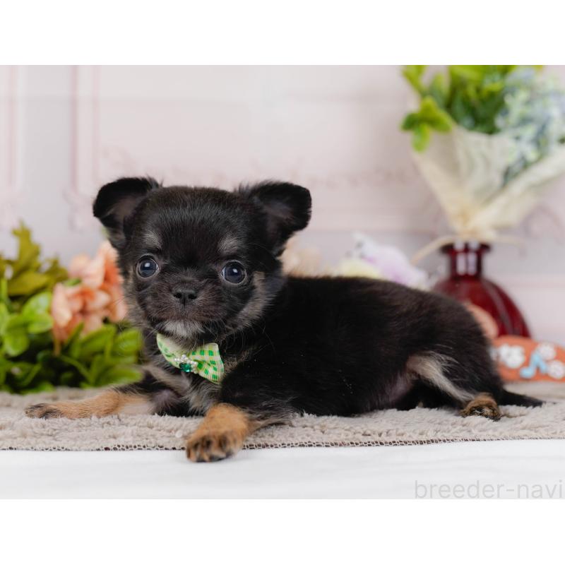 販売中の神奈川県のチワワ(ロングコート)-434858の9枚目