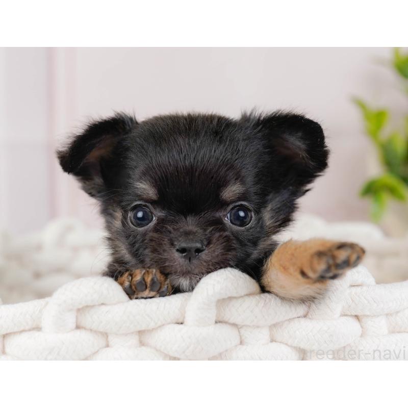 販売中の神奈川県のチワワ(ロングコート)-434858の8枚目