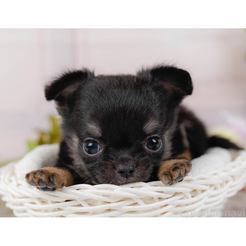 販売中の神奈川県のチワワ(ロングコート)-434858の7枚目