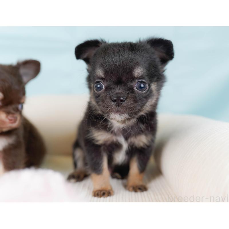 販売中の神奈川県のチワワ(ロングコート)-434858の6枚目