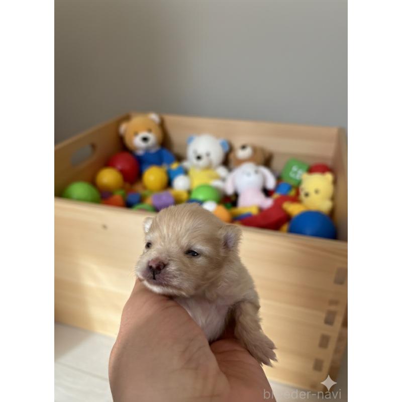 販売中の北海道のポメラニアン-434600の7枚目