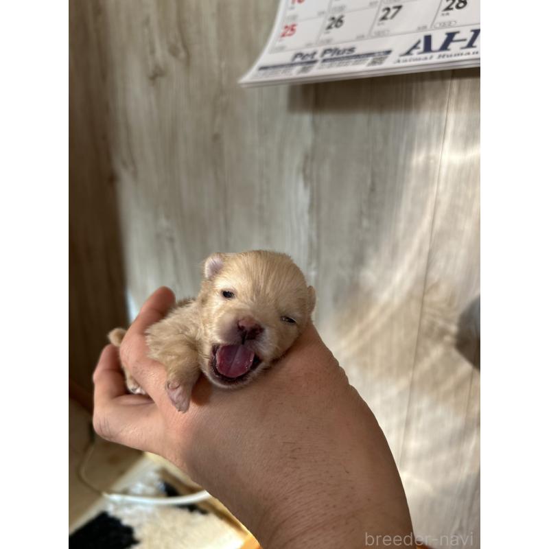 販売中の北海道のポメラニアン-434600の5枚目