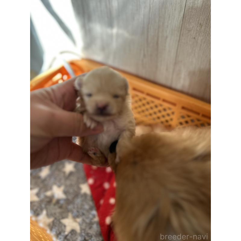 販売中の北海道のポメラニアン-434600の4枚目