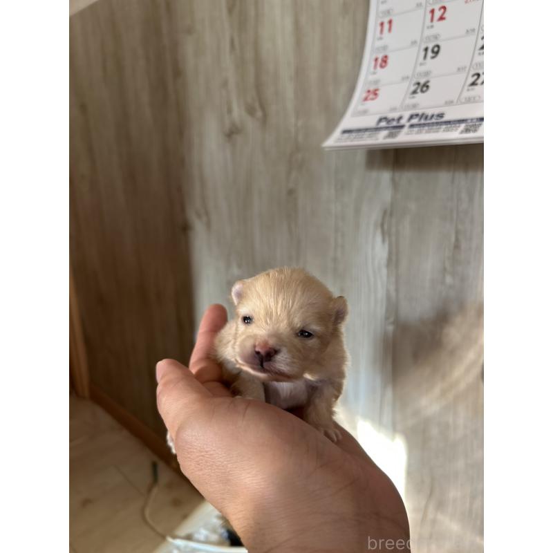 販売中の北海道のポメラニアン-434600の3枚目