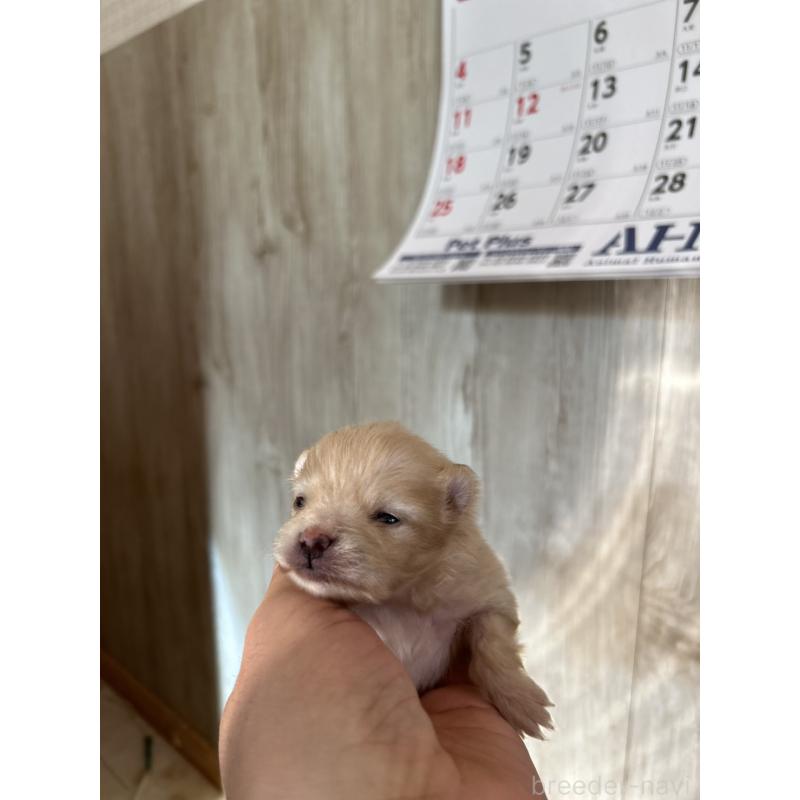 販売中の北海道のポメラニアン-434600の2枚目