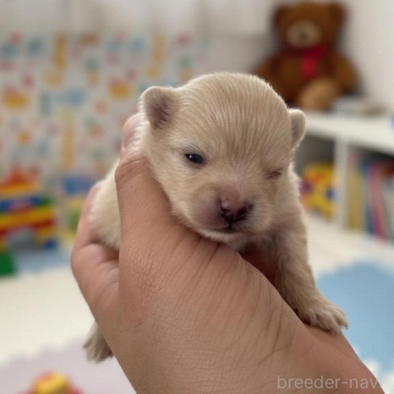 販売中の北海道のポメラニアン-434600