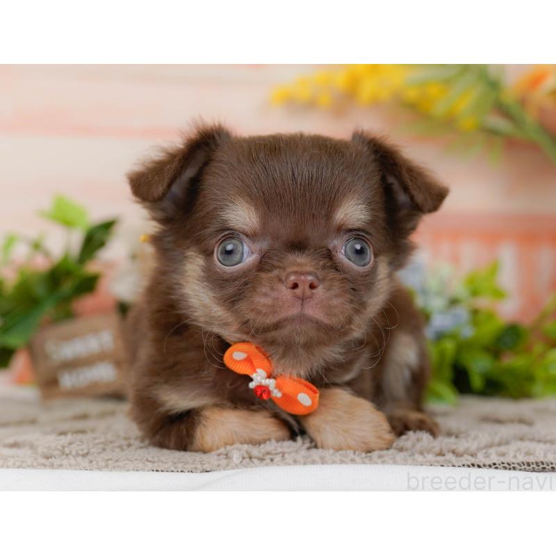 販売中の神奈川県のチワワ(ロングコート)-434862の13枚目