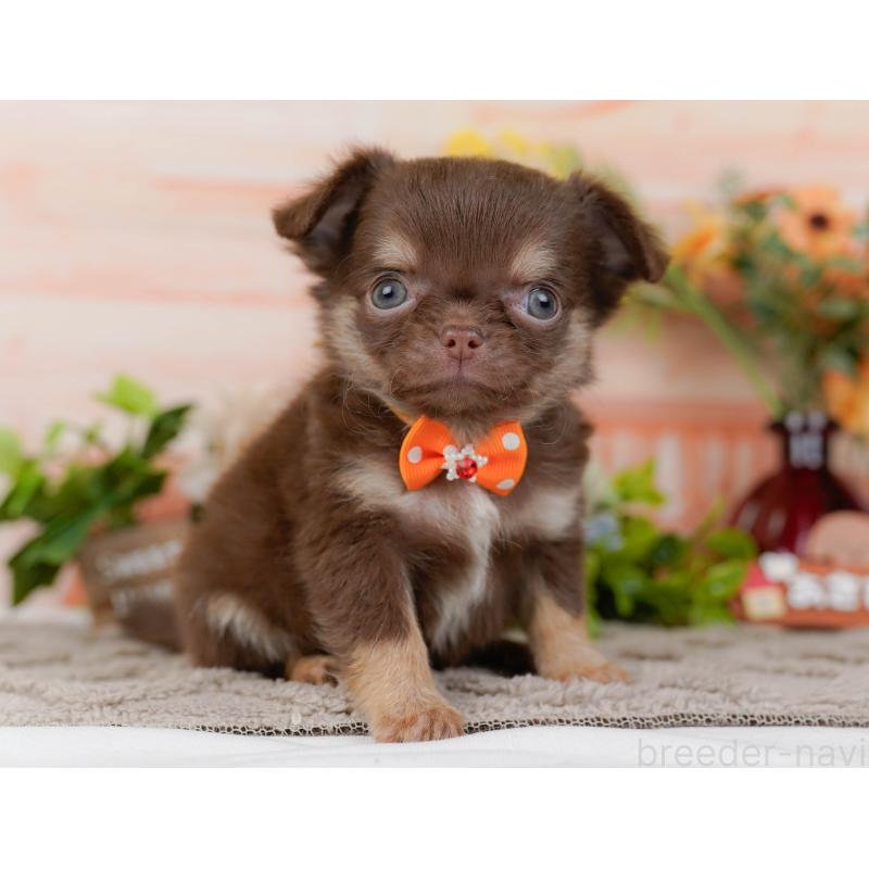 販売中の神奈川県のチワワ(ロングコート)-434862の12枚目