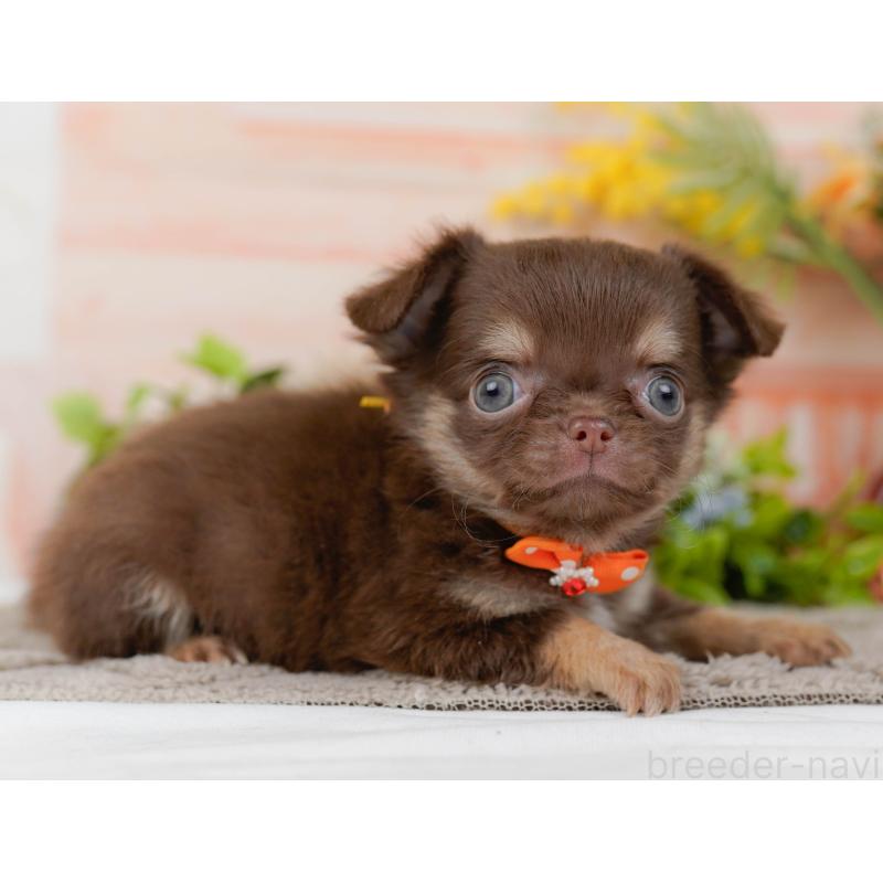 販売中の神奈川県のチワワ(ロングコート)-434862の11枚目