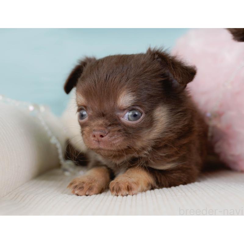 販売中の神奈川県のチワワ(ロングコート)-434862の6枚目