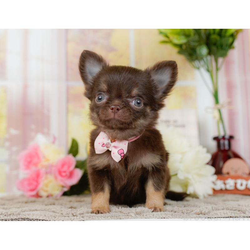 販売中の神奈川県のチワワ(ロングコート)-434864の13枚目