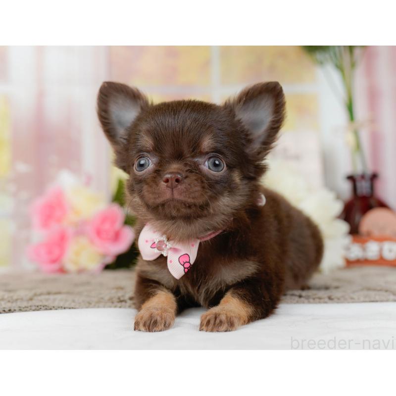 販売中の神奈川県のチワワ(ロングコート)-434864の12枚目