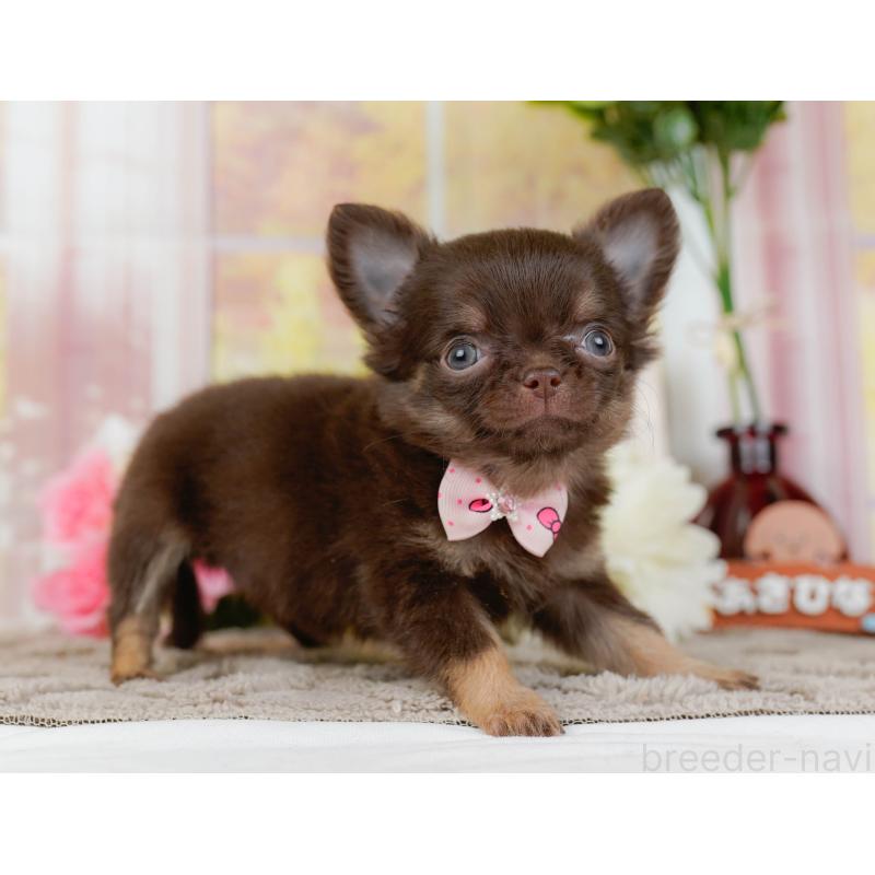 販売中の神奈川県のチワワ(ロングコート)-434864の11枚目