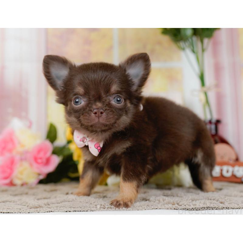 販売中の神奈川県のチワワ(ロングコート)-434864の9枚目