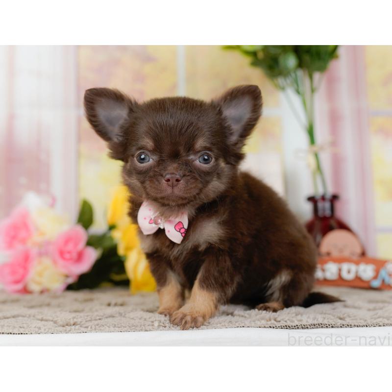 販売中の神奈川県のチワワ(ロングコート)-434864の8枚目