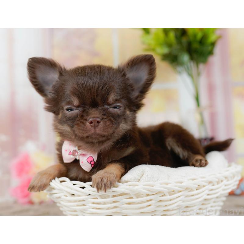 販売中の神奈川県のチワワ(ロングコート)-434864の7枚目