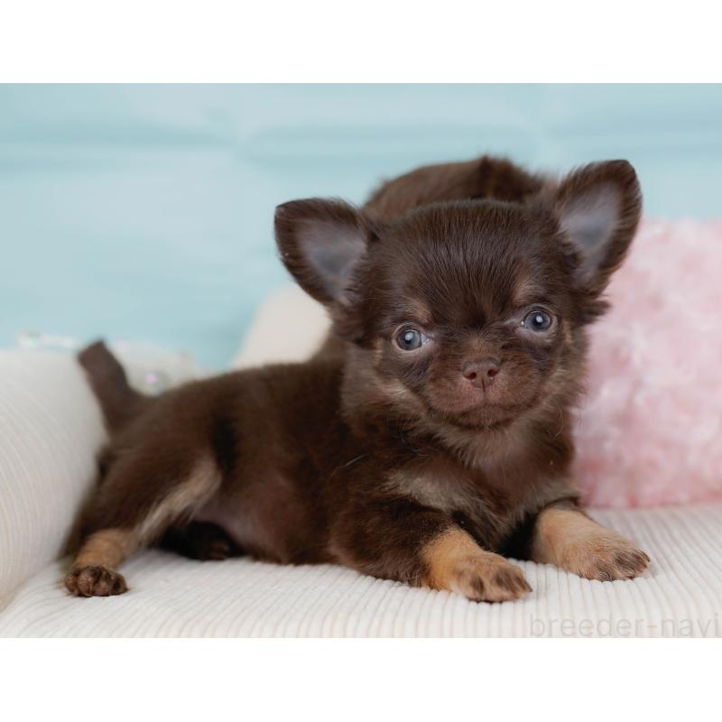 販売中の神奈川県のチワワ(ロングコート)-434864の6枚目