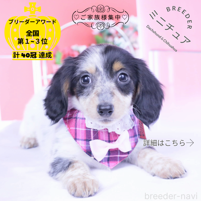 販売中の愛知県のミニチュアダックスフンド(ロングヘアード)-429074