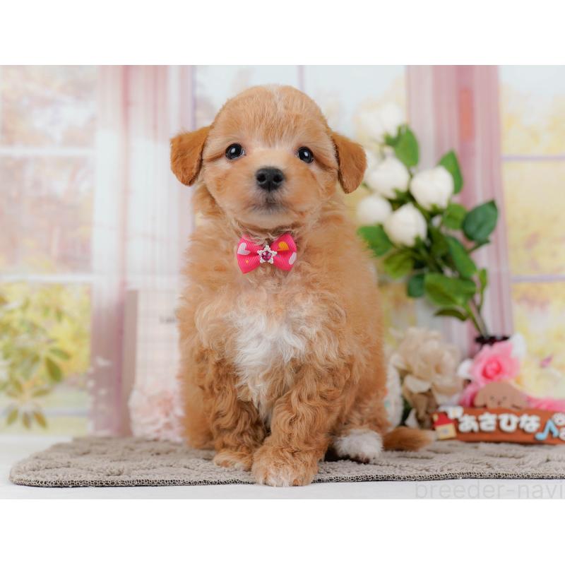 販売中の神奈川県のマルプー:マルチーズ×トイプードル-434962の13枚目