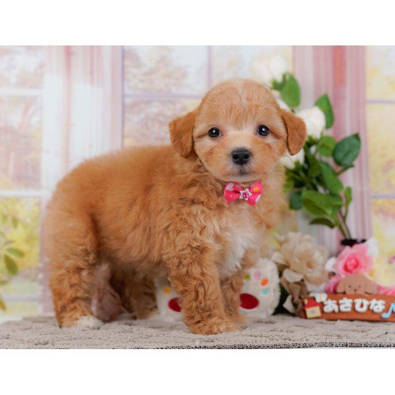 販売中の神奈川県のマルプー:マルチーズ×トイプードル-434962の12枚目