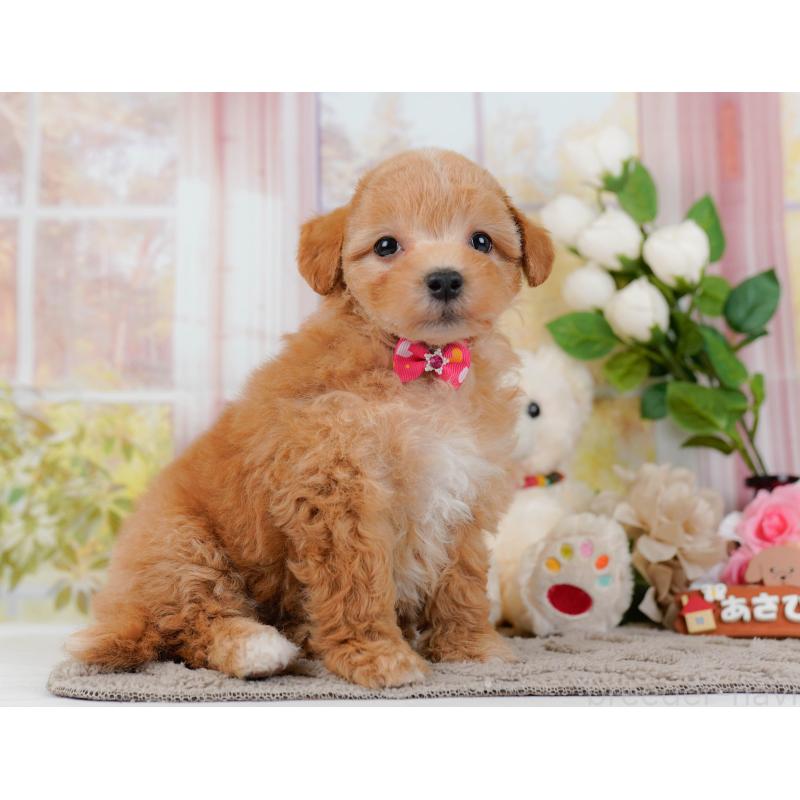 販売中の神奈川県のマルプー:マルチーズ×トイプードル-434962の11枚目