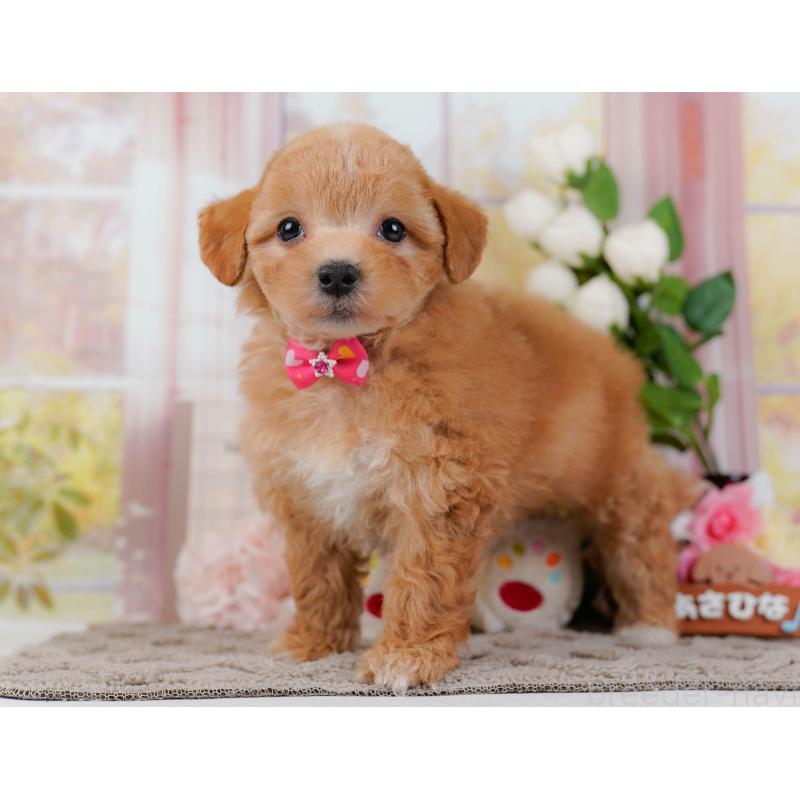 販売中の神奈川県のマルプー:マルチーズ×トイプードル-434962の10枚目