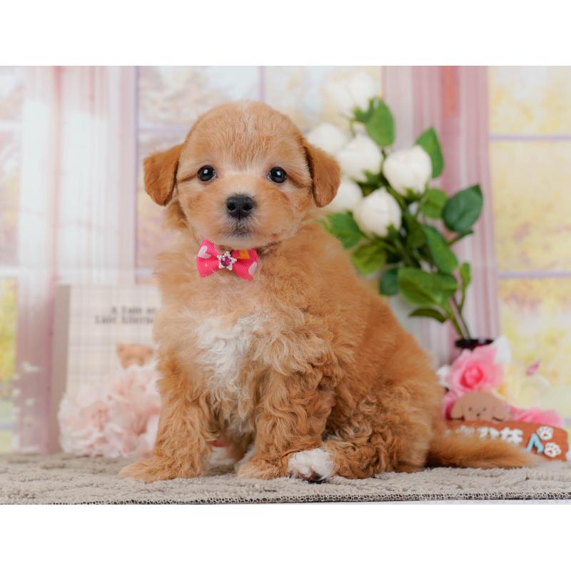 販売中の神奈川県のマルプー:マルチーズ×トイプードル-434962の8枚目