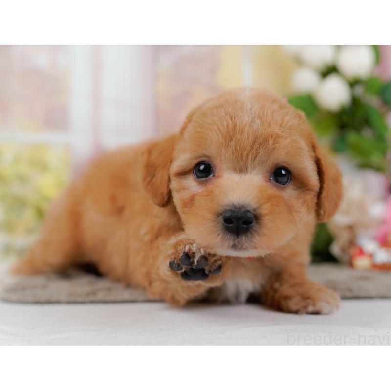 販売中の神奈川県のマルプー:マルチーズ×トイプードル-434962の7枚目