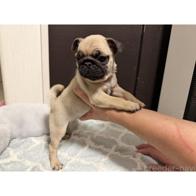 販売中の愛知県のパグ-429409
