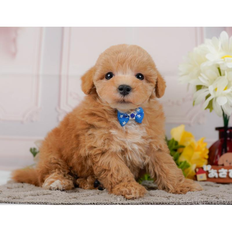 販売中の神奈川県のマルプー:マルチーズ×トイプードル-434995の12枚目