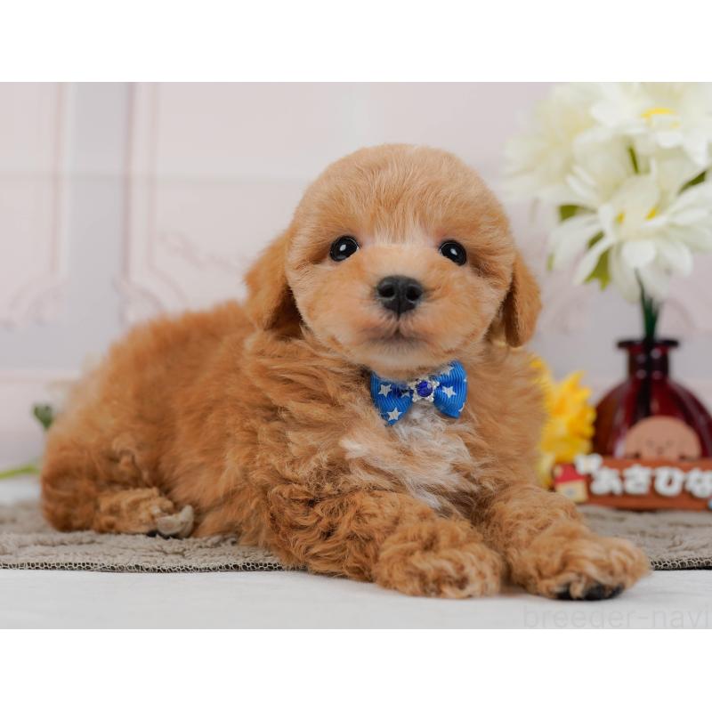 販売中の神奈川県のマルプー:マルチーズ×トイプードル-434995の11枚目