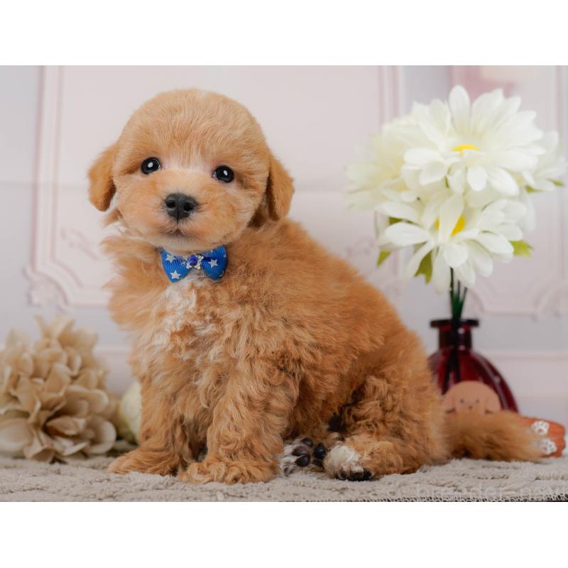 販売中の神奈川県のマルプー:マルチーズ×トイプードル-434995の9枚目