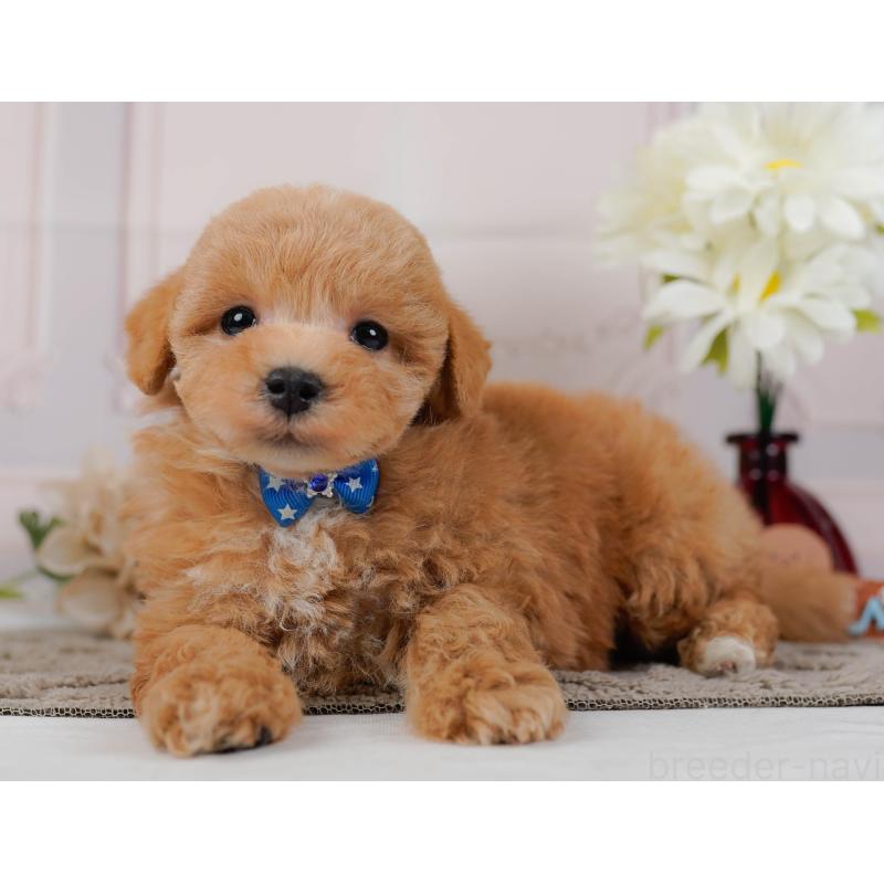 販売中の神奈川県のマルプー:マルチーズ×トイプードル-434995の8枚目