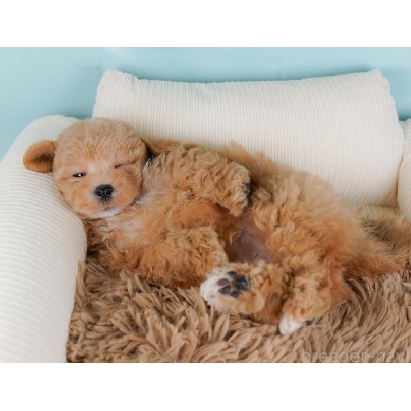 販売中の神奈川県のマルプー:マルチーズ×トイプードル-434995の7枚目