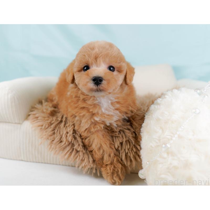 販売中の神奈川県のマルプー:マルチーズ×トイプードル-434995の6枚目