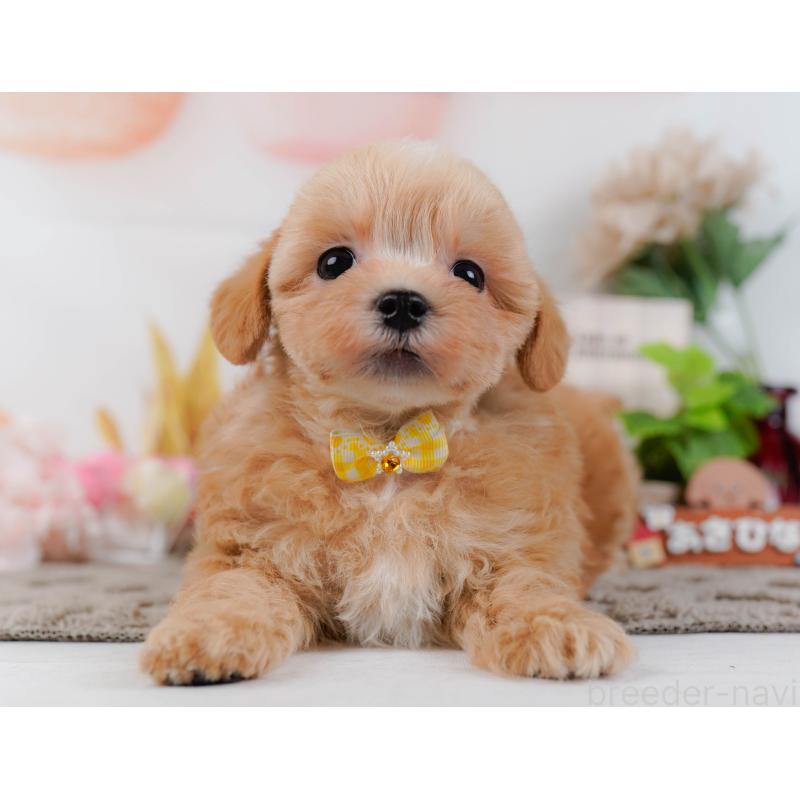 販売中の神奈川県のマルプー:マルチーズ×トイプードル-434997の12枚目