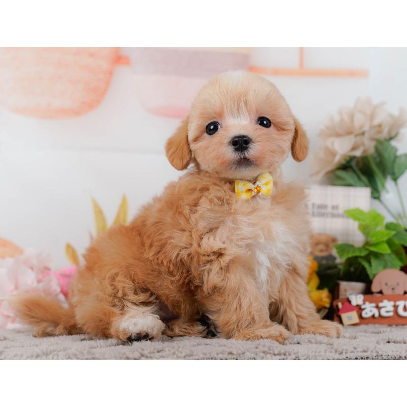 販売中の神奈川県のマルプー:マルチーズ×トイプードル-434997の11枚目