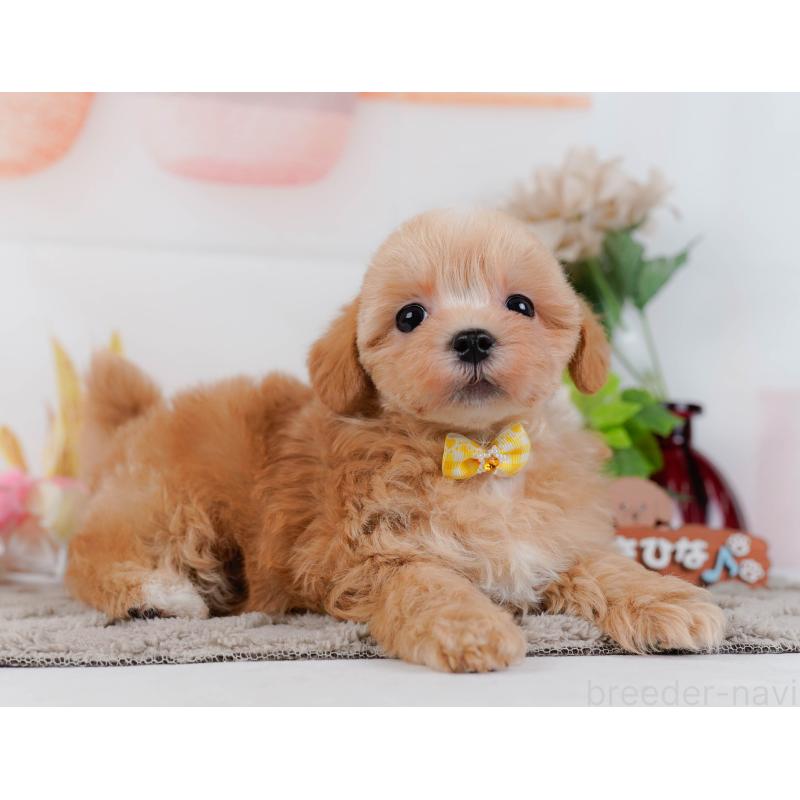 販売中の神奈川県のマルプー:マルチーズ×トイプードル-434997の10枚目