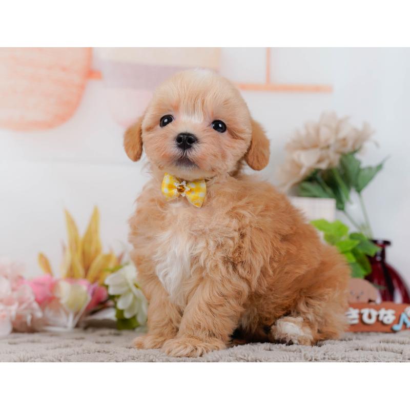 販売中の神奈川県のマルプー:マルチーズ×トイプードル-434997の9枚目